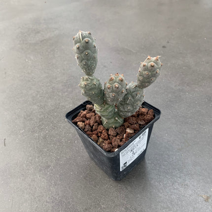 Tephrocactus articulatus inermis