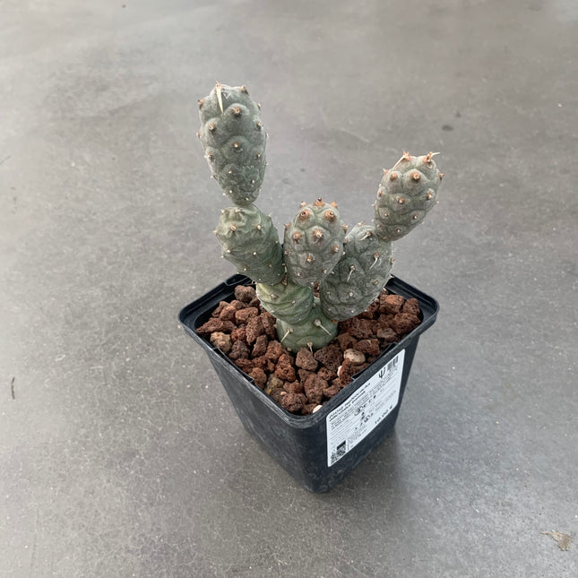 Tephrocactus articulatus inermis