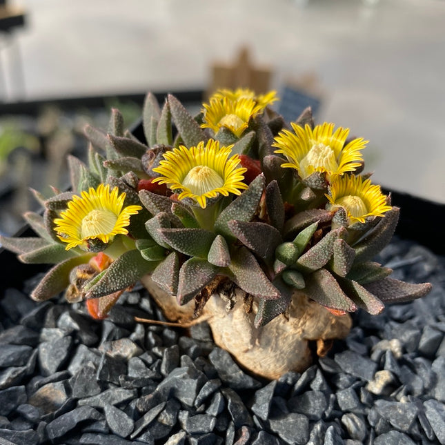 Aloinopsis rubrolineata