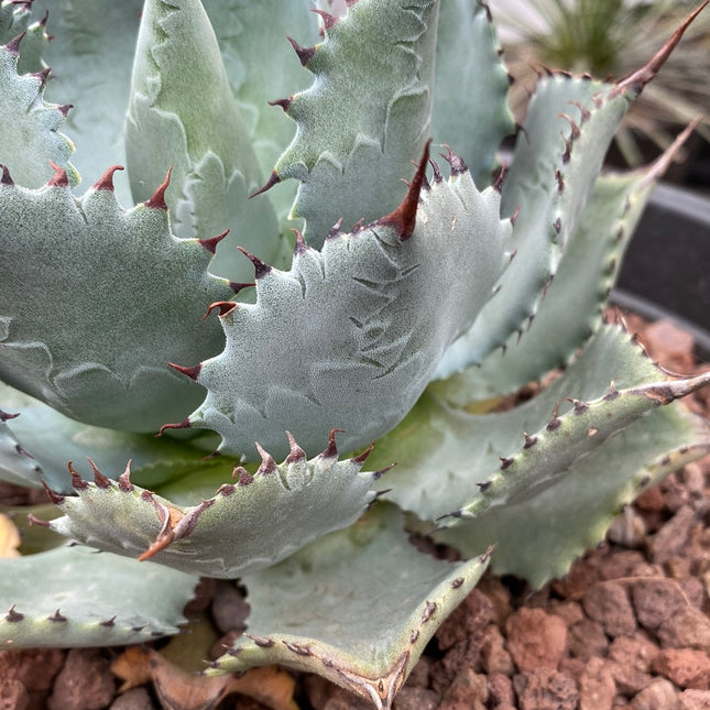 Agave potatorum "kichjokan"