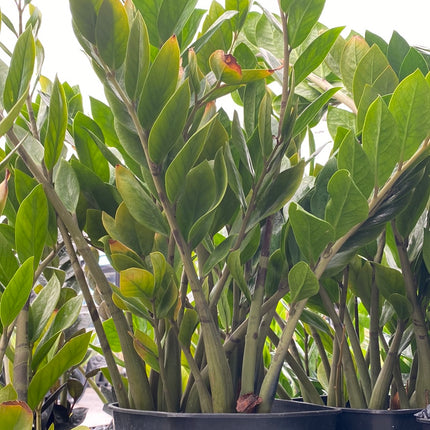 Zamioculca zamiifolia