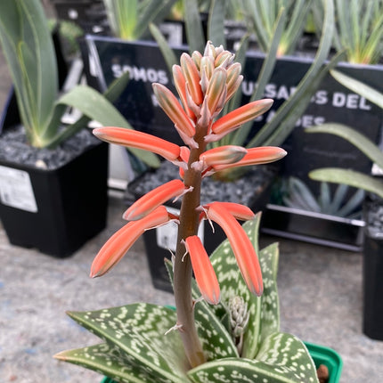 Gonialoe variegata