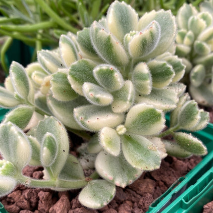 Keimblatt ladismithiensis bunt