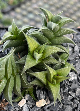Haworthiopsis viscosa var. viscosa