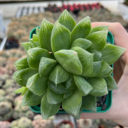 Haworthia cymbiformis var. Cymbiformis