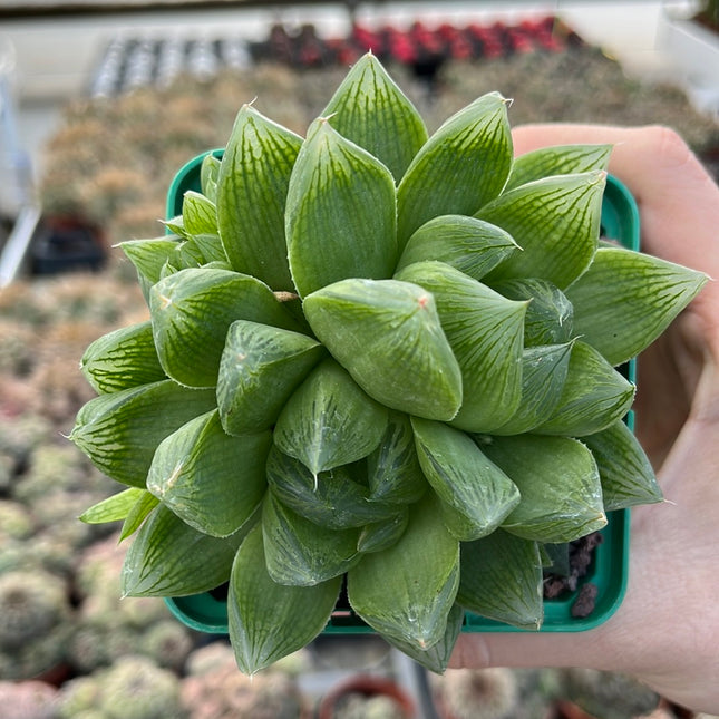 Haworthia cymbiformis var. cymbiformis