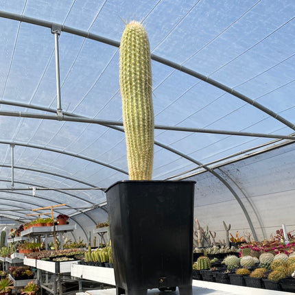 Espostoa melanostele subs. Wiegenlied