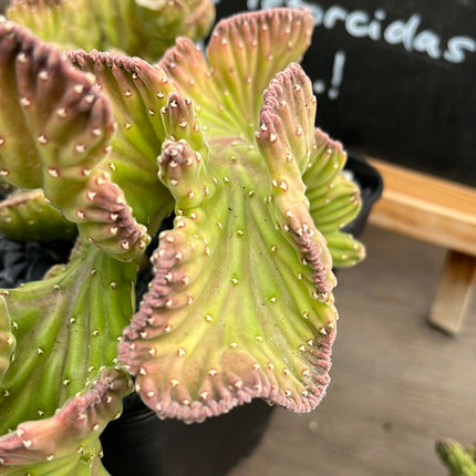 Stapelia leendertziae f. cristata