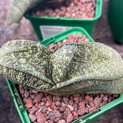 Gasteria armstrongii