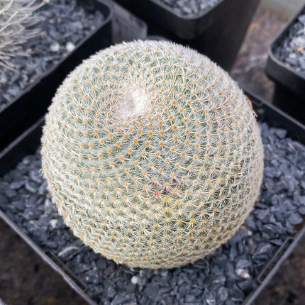 Mammillaria haageana