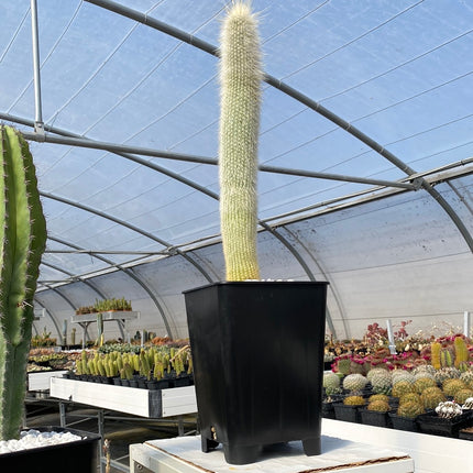 Cleistocactus strausii