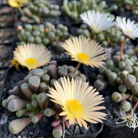 Fenestraria rhopalophylla subsp. aurantica