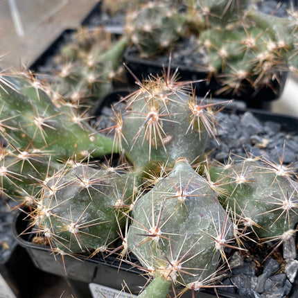 Corynopuntia invicta