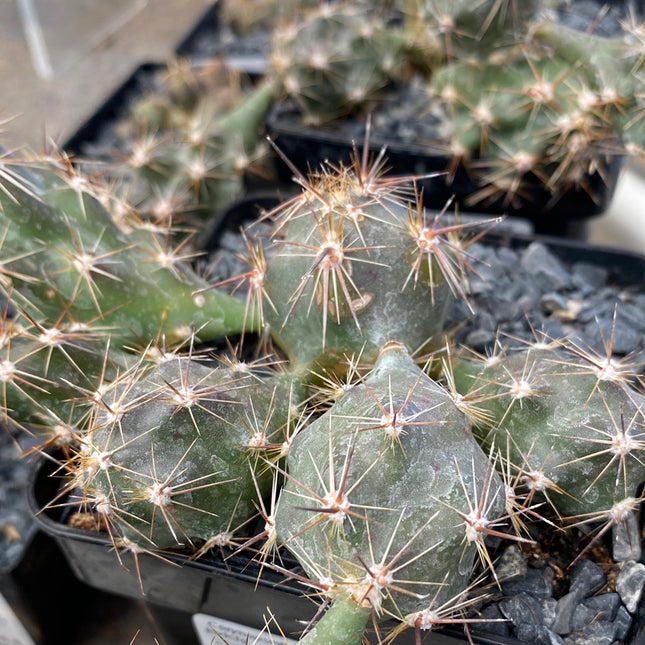 Corynopuntia invicta