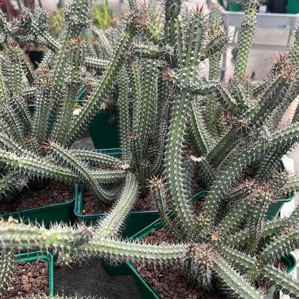 Euphorbia baioensis