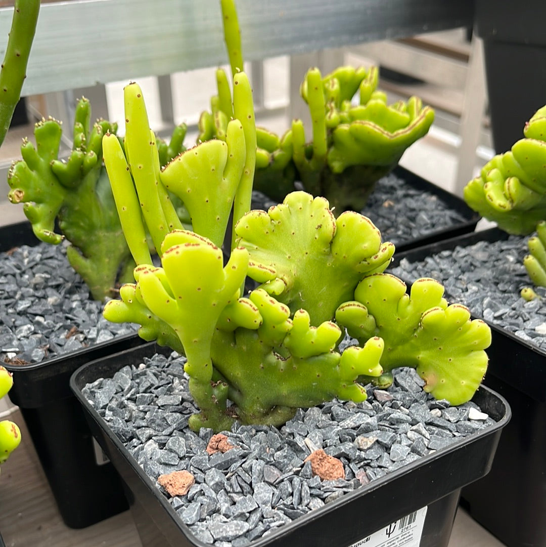 Euphorbia alluaudii cristata