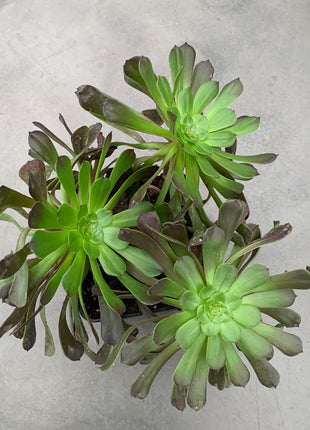 Aeonium 'Morticia'