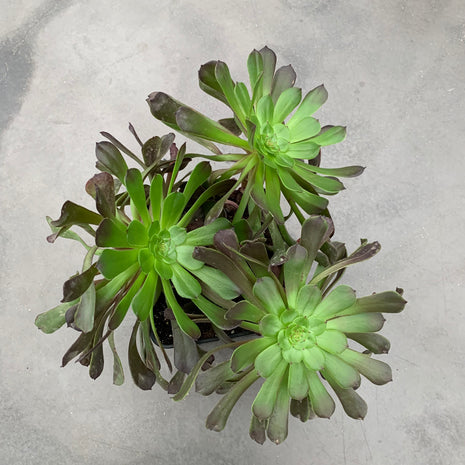 Aeonium 'Morticia'