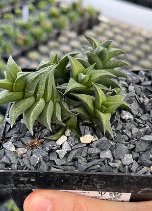 Haworthiopsis viscosa var. viscosa