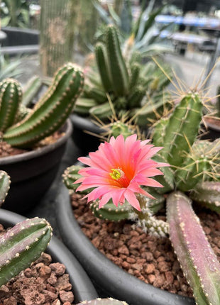 Echinocereus viereckii ‘Morricalli’