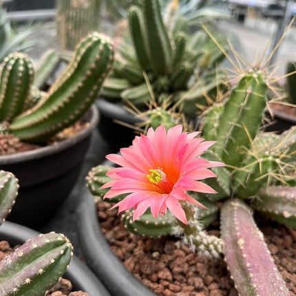 Echinocereus viereckii 'Morricalli'