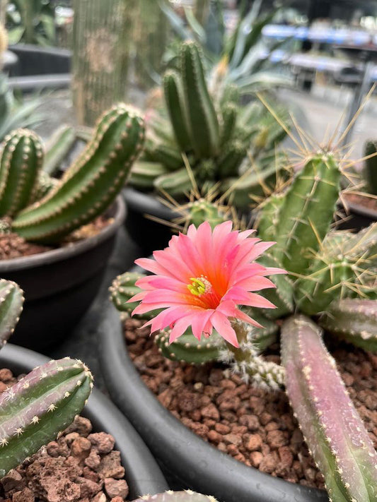 Echinocereus viereckii ‘Morricalli’