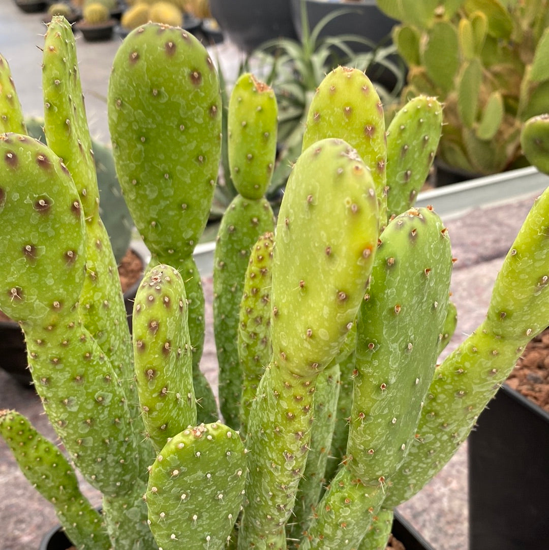 Opuntia prickly pear