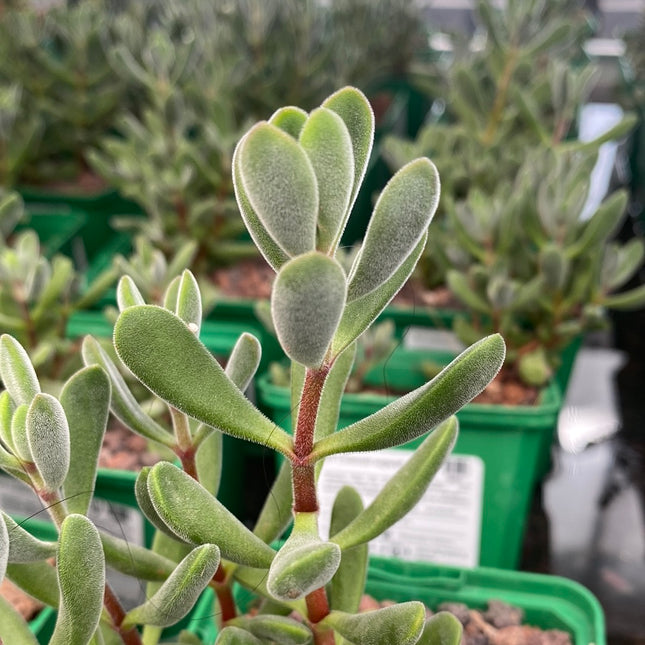 Crassula rogersii