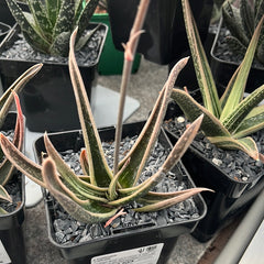 Collection image for: GASTERALOE