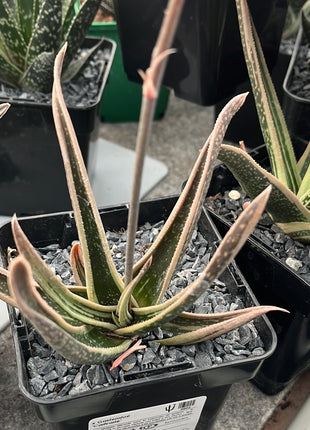 x Gasteraloe ‘Carivarie’