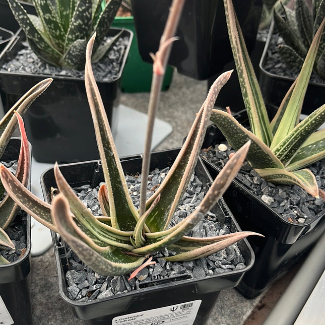 x Gasteraloe ‘Carivarie’