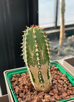 Euphorbia echinus