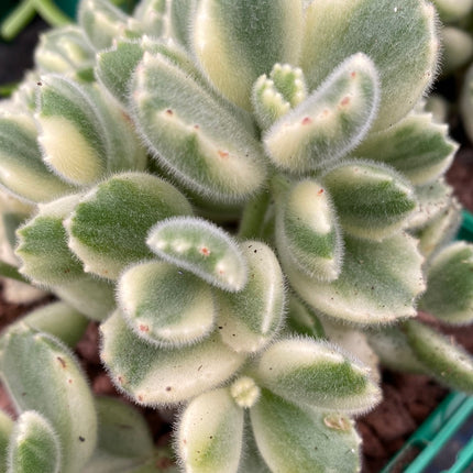 Keimblatt ladismithiensis bunt