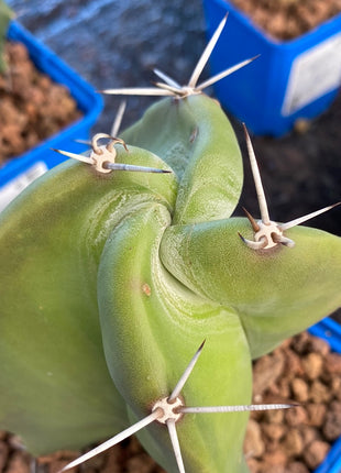 Stenocereus pruinosus