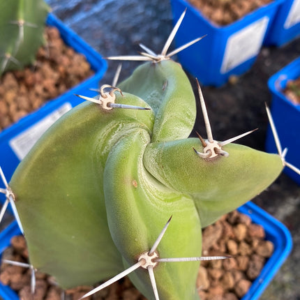 Stenocereus pruinosus