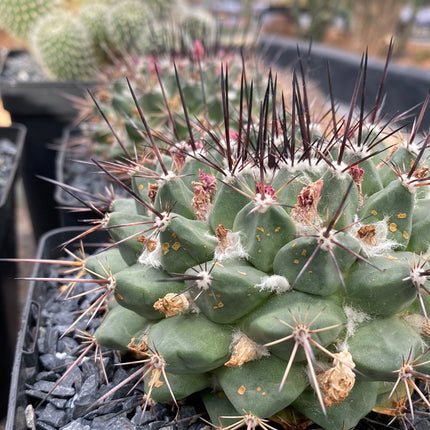 Mammillaria karwinskiana