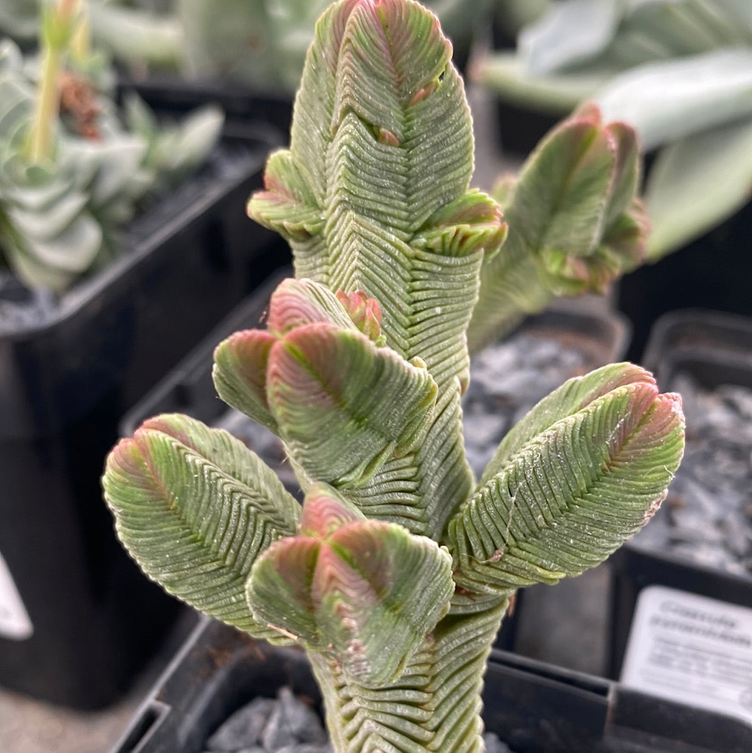 Crassula pyramidalis