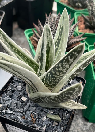 x Gasteraloe ‘Green Ice’