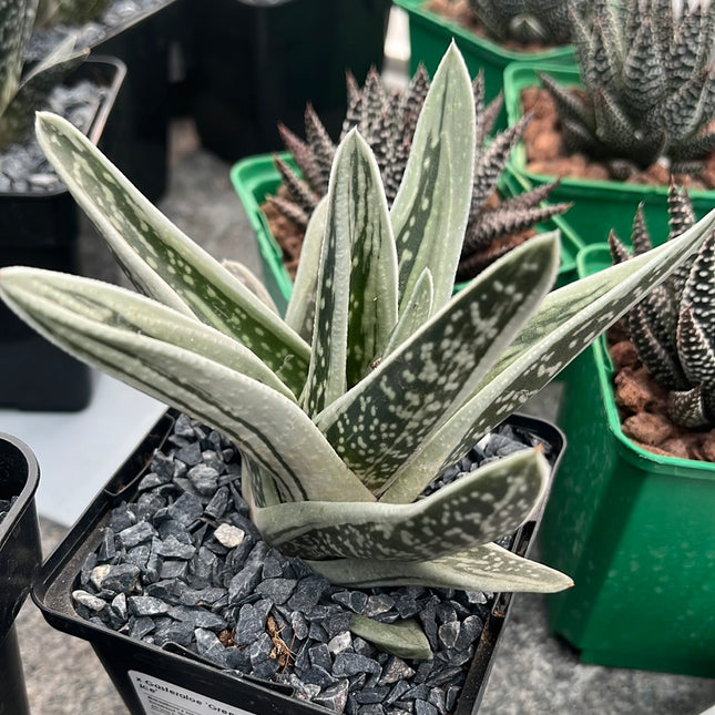 x Gasteraloe ‘Green Ice’