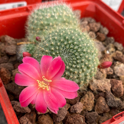 Rebutia minuscula