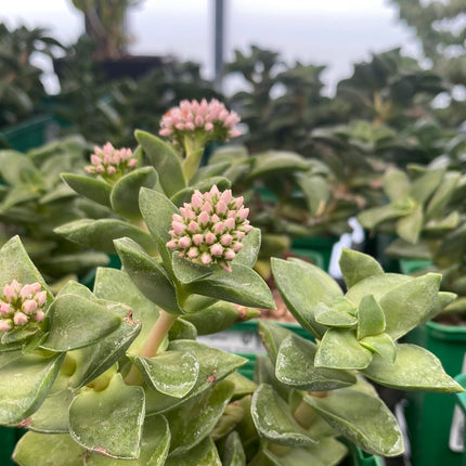 Crassula 'Springtime'