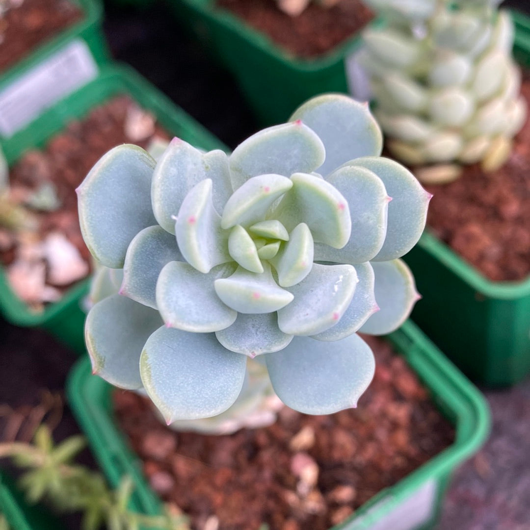 Sedum gypsophullum