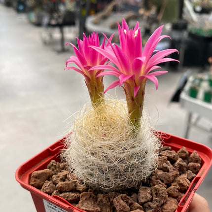 Neoporteria gerocephala