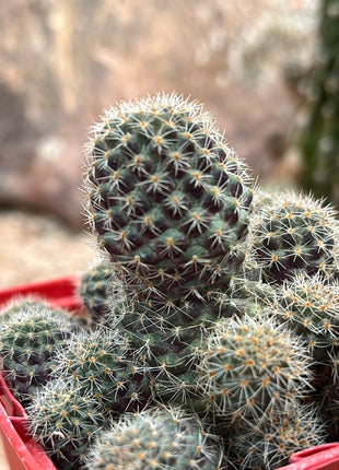 Aylostera pygmaea var. Farbe
