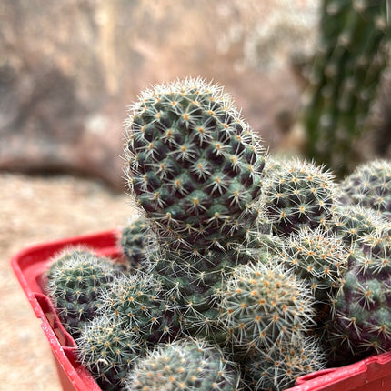 Aylostera pygmaea var. color