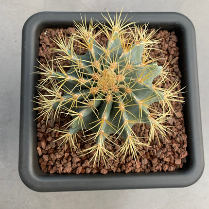 Ferocactus glaucescens