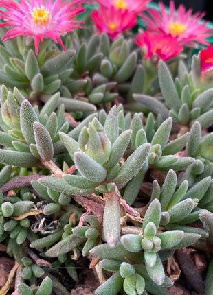 Delosperma deschampsii