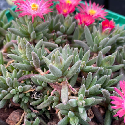 Delosperma deschampsii