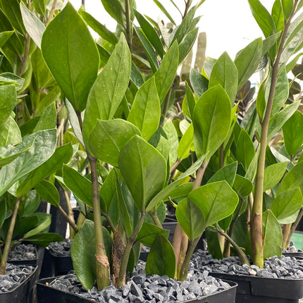 Zamioculca zamiifolia