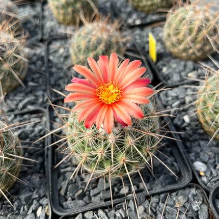Thelocactus conothelos
